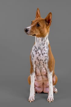 Basenji or Congo Terrier (Canis lupus familiaris),female,4 years,red-white,sitting,studio shot,grey background