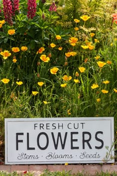 Beautiful summer flowers in a garden bed with a white sign saying fresh cut flowers. Close up of an amazing display of blooming plants of many colours with a new modern sign hidden in the flowerbed.