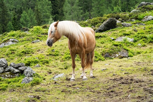 Haflinger Mountain Horse, breed of horse developed in Austria