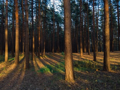 scene in the forest on the sunset with sun rays