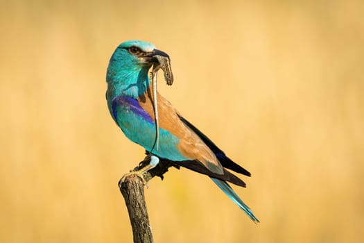 European roller sitting on a twig and looking back over shoulder in summer nature and holding killed lizard casting shadow on its feathers. Bird with catch perched in nature with copy space