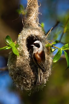 eurasian penduline tit, remiz pendulinus, sitting on hanging nest in construction. Wild animal breeding on tree in wetland. Vertical composition of small bird in summer nature.