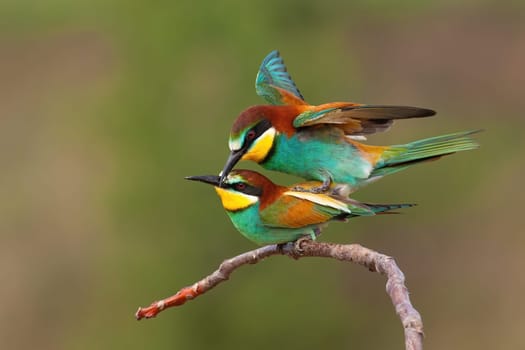 Two european bee-eaters, merops apiaster, copulating in breeding season with green blurred background. Male bird balancing on back of female with open wings and mating.