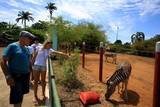 Salvador, Bahia, Brazil - December 30, 2015: People are seen near the Zebras area during visitanta at Salvador Zoo.
