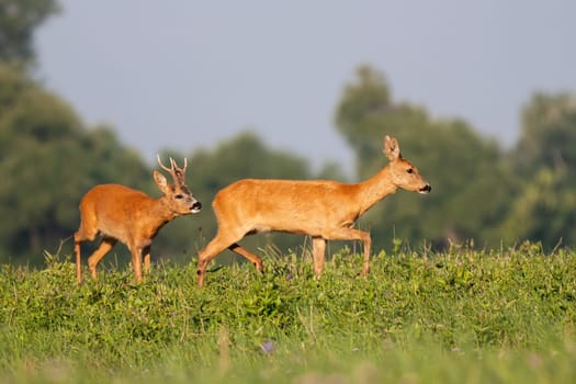 Roe deer male, capreolus capreolus, following female on meadow during the summer. Roebuck sniffing doe in rutting season. Pair of wild animals walking on field.