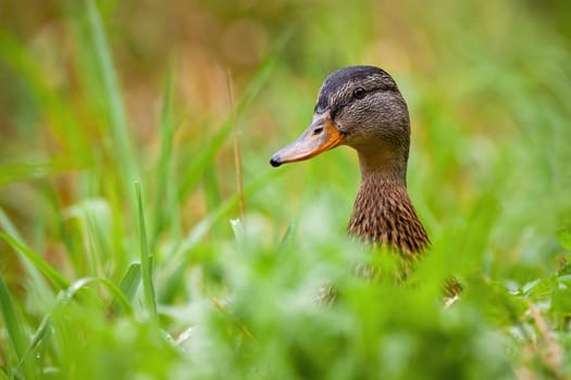 Calm mallard, anas platyrhynchos, female watching on meadow during the summer. Wild waterfowl observing from grass with copy space. Bird sitting on grassland from close up.
