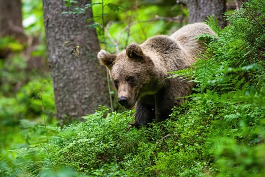 Majestic brown bear, ursus arctos, standing in blueberries during the summer. Magnificent animal looking in wood from side. Wild animal watching in forest.