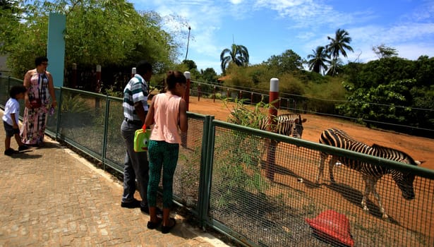 Salvador, Bahia, Brazil - December 30, 2015: People are seen near the Zebras area during visitanta at Salvador Zoo.