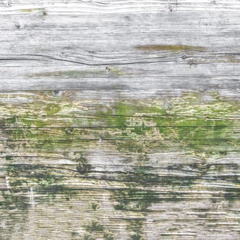 Wood texture with moss and mold. Ideal for concepts and backgrounds.