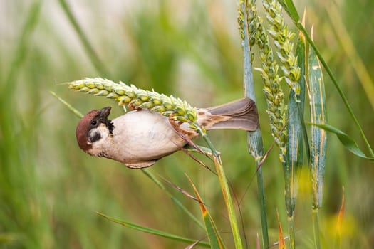 Curious eurasian tree sparrow, passer montanus, hanging on haulm in the summer. Cute brown bird feeding on grain from profile. Animal looking to the spike on agricultural field.