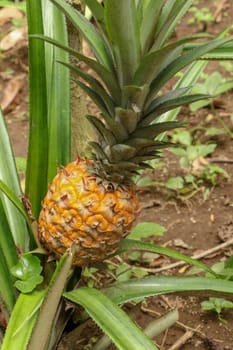 Close up of young ripening pineapple in tropical jungle on Bali island. Pineapple Comosus ripens and acquires orange color. Sweet, sour and juicy taste. Have a lot of fiber, vitamin C and minerals.