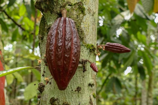 Ripe cacao fruit. Brown Cocoa pods grow on the tree. The cocoa tree Theobroma cacao with fruits. Close up of cacao pods growing on a trunk of their trees on a chocolate farm in Bali.