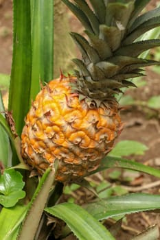 Close up of young ripening pineapple in tropical jungle on Bali island. Pineapple Comosus ripens and acquires orange color. Sweet, sour and juicy taste. Have a lot of fiber, vitamin C and minerals.