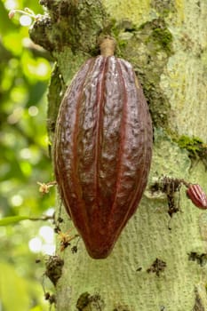 Ripe cacao fruit. Brown Cocoa pods grow on the tree. The cocoa tree Theobroma cacao with fruits. Close up of cacao pods growing on a trunk of their trees on a chocolate farm in Bali.