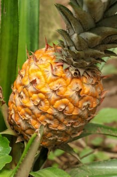 Close up of young ripening pineapple in tropical jungle on Bali island. Pineapple Comosus ripens and acquires orange color. Sweet, sour and juicy taste. Have a lot of fiber, vitamin C and minerals.