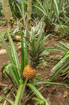 Young pineapple ripens in tropical jungle on Bali island. Pineapple comosus ripens and acquires orange color. Extra Sweet Tropical Fruit Nanas Madu. One fruit of an exotic fruit Bromelia ananas.