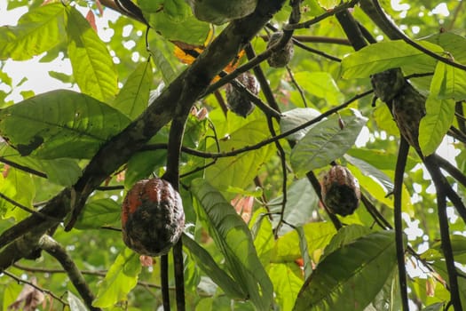 The cocoa tree with fruits. Brown Cocoa pods grow on the tree, Cacao plantation. Close up of light brown Cacao pods growing on branches and trunks of their trees on a chocolate farm in Bali, Indonesia.