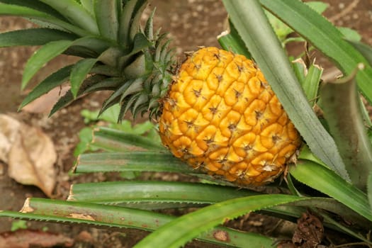 Close up of young ripening pineapple in tropical jungle on Bali island. Pineapple Comosus ripens and acquires orange color. Sweet, sour and juicy taste. Have a lot of fiber, vitamin C and minerals.