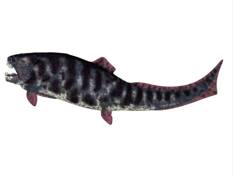 Dunkleosteus is a Devonian prehistoric fish that lived in the seas of North America, Poland, Belgium and Morocco.