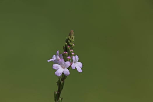 Verbena officinalis