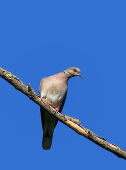 The rare turtle dove Streptopelia turtur