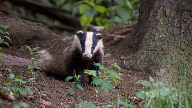 European badger, meles meles, standing in forest on the ground near roots of a tree in summer evening. Nocturnal animal looking to the camera from front view. Wild mammal in natural environment.