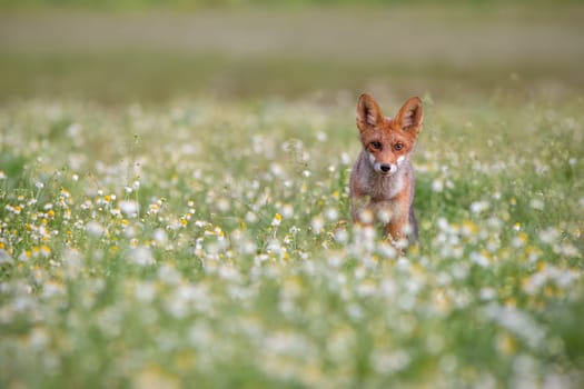 Red fox, vulpes vulpes, standing on meadow looking to the camera. Beautiful mammal walking on field with white flowers. Wild predator staring on nature with copy space.
