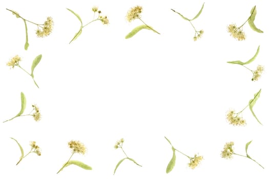 Flat Layed Frame Of lime blossoms with copy space and a white background.