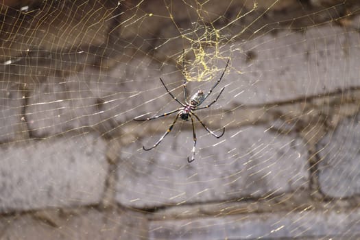 Close up of Nephila pilipes or golden orb-web spider. Giant Banana Spider on her network. Macro closeup Spider, on gray brick wall background. Large colorful spider from Southeast Asia.