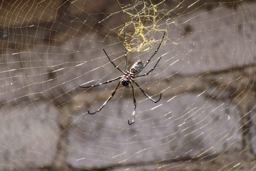 Close up of Nephila pilipes or golden orb-web spider. Giant Banana Spider on her network. Macro closeup Spider, on gray brick wall background. Large colorful spider from Southeast Asia.