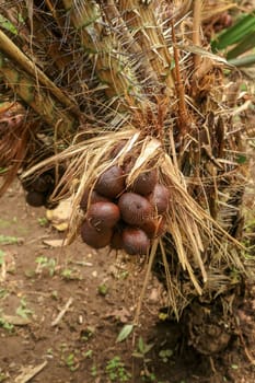 One clump of salak or zalacca fruit will soon ripen and can be picked. Sala or salak or zalacca, sweet and sour fruit of Indonesia. Snake fruit due to the reddish-brown scaly skin. Natural background.