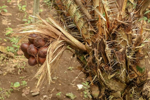 A bunch of tropical Salak fruits on a palm tree with sharp long spines and several meters long leaves. Fruits grow in clusters at the base of the palm. Snake fruit due to reddish-brown scaly skin