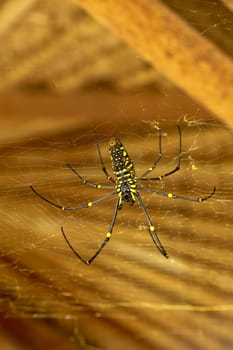 Bottom view of Nephila pilipes or golden orb-web spider. Giant Banana Spider is waiting for prey on his net. Macro closeup of Spider in the wild Asia Bali. Large colorful spider from Southeast Asia.