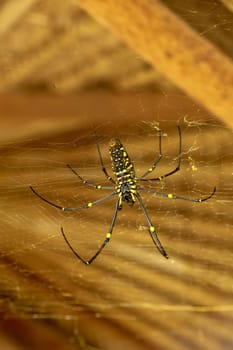 Bottom view of Nephila pilipes or golden orb-web spider. Giant Banana Spider is waiting for prey on his net. Macro closeup of Spider in the wild Asia Bali. Large colorful spider from Southeast Asia.
