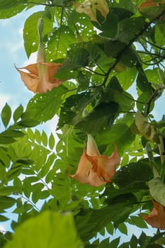 Orange Angels Trumpets Datura, Solanaceae, Brugmansia, the large, fragrant flowers give them their common name of angel's trumpets, name sometimes used for the closely related genus Datura. Poisonous.