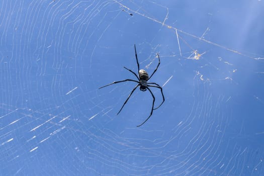 Close up of big spider on spider net on Bali island. Against the background of an azure blue sky lit by sun rays. Large colorful spider from Southeast Asia. Creepy natural background.