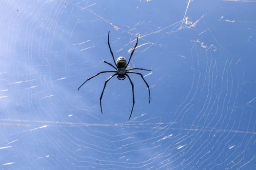 Close up of big spider on spider net on Bali island. Against the background of an azure blue sky lit by sun rays. Large colorful spider from Southeast Asia. Creepy natural background.