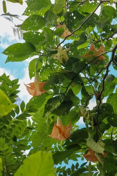 Many yellow Brugmansia named Angels trumpet or Datura flower blossom in Bali. Orange Flowering Brugmansia Sanguinea Angel's Trumpet Shrub Tree. Best natural background for your project.