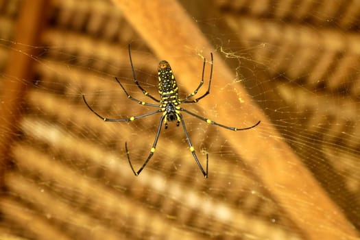 Bottom view of Nephila pilipes or golden orb-web spider. Giant Banana Spider is waiting for prey on his net. Macro closeup of Spider in the wild Asia Bali. Large colorful spider from Southeast Asia.