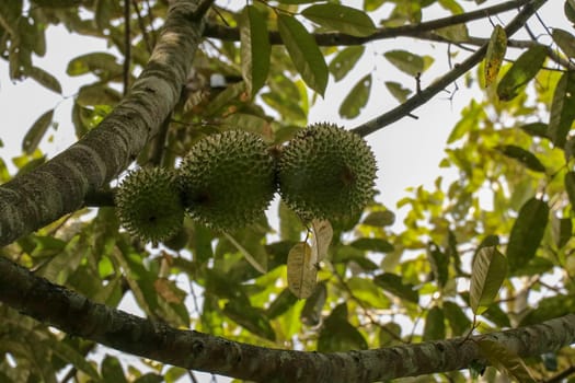 Ripened durian on tree. Bunch of fresh Durian ripening on durian tree branch in a sunny garden. The stinkiest fruit in the world. Ripen while on tree so that fruit lovers become more eager to eat it.