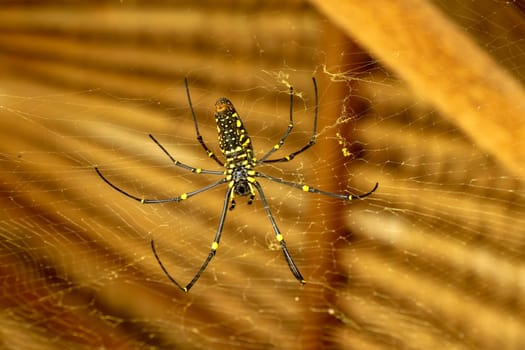 Bottom view of Nephila pilipes or golden orb-web spider. Giant Banana Spider is waiting for prey on his net. Macro closeup of Spider in the wild Asia Bali. Large colorful spider from Southeast Asia.