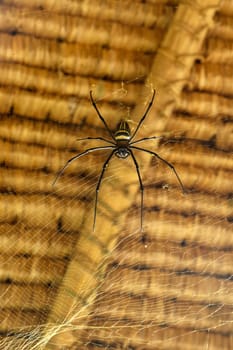 Front view of Nephila pilipes or golden orb-web spider. Giant Banana Spider is waiting for his prey on his net. Macro closeup of Spider in the wild Asia Bali. Large colorful spider from Southeast Asia.
