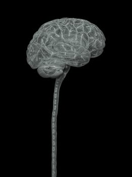 Central nervous system. Brain and spinal cord with clipping path included. Conceptual brain 3D illustration.