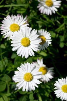 Several flowering daisies (Bellis perennis).