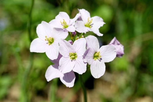 The inflorescence of a Cuckoo Flower (Cardamine pratensis).