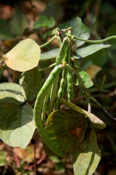 salvador, bahia / brazil - july 8, 2020: rope bean plantation in the city of Salvador.