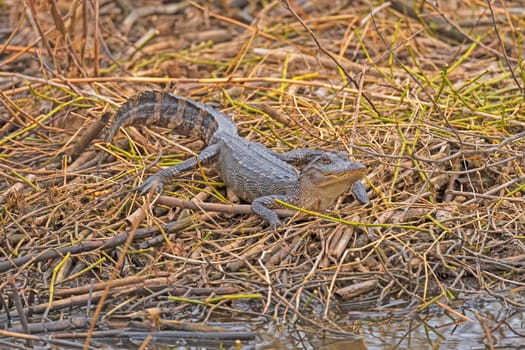Alligator Watching the Marsh for Prey in Anahuac National Wildlife Refuge in Texas