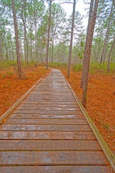 Boardwalk Through a Wetland Forest on a Rainy Day in Big Thicket National Preserve in Texas