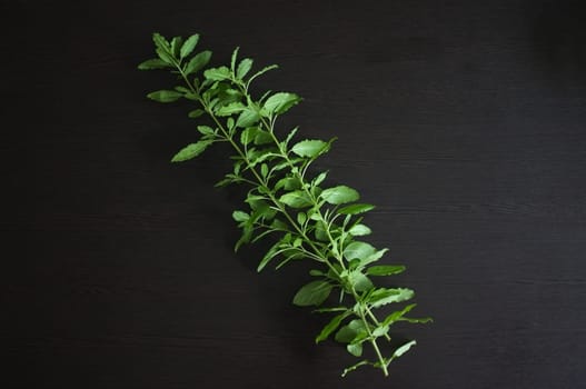 Holy basil on black background.