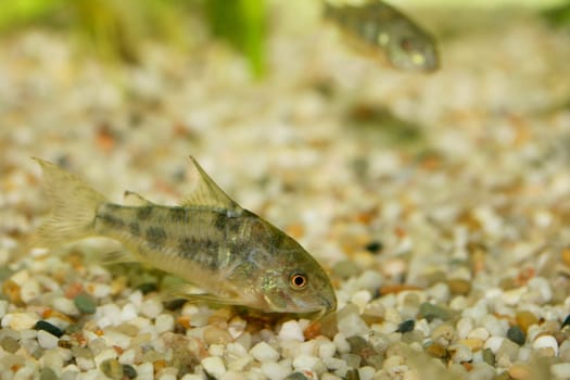 The Marbled catfish (Corydoras paleatus), a popular freshwater aquarium fish
